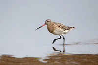 Bar-tailed Godwit