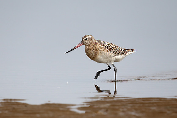 Bar-tailed Godwit
