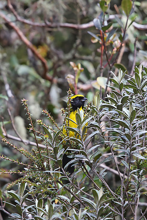 Masked Mountain Tanager