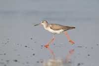 Redshank