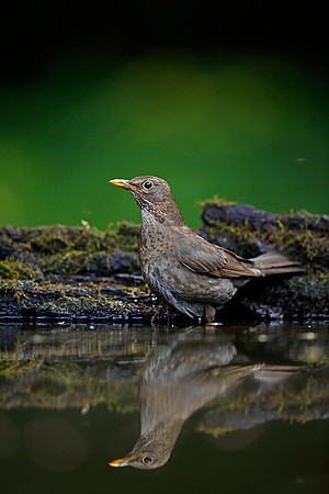 Blackbird