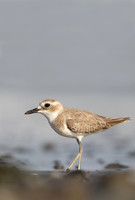Greater Sandplover
