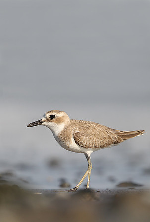 Greater Sandplover