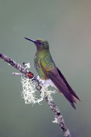 Buff-tailed Coronet
