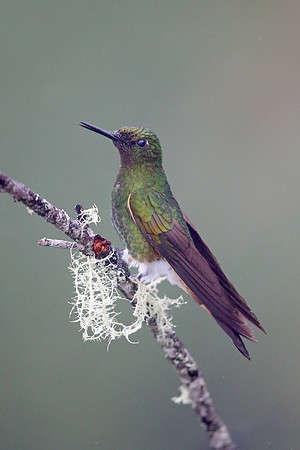 Buff-tailed Coronet
