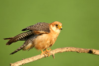 Red-footed Falcon