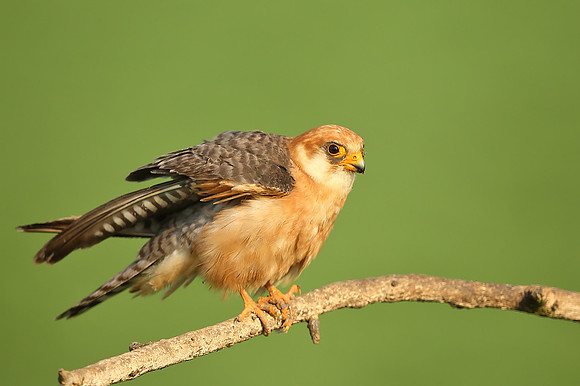 Red-footed Falcon