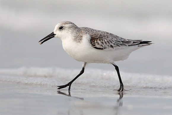 Sanderling