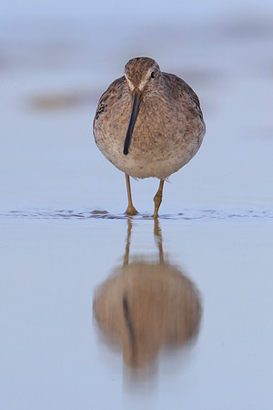 Short-billed Dowitcher