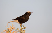 White-crowned Black Wheatear