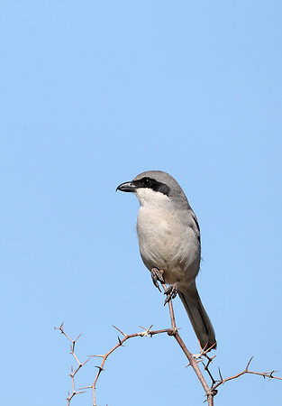 Southern Grey Shrike "elegans"