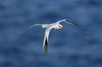 Red-billed Tropicbird