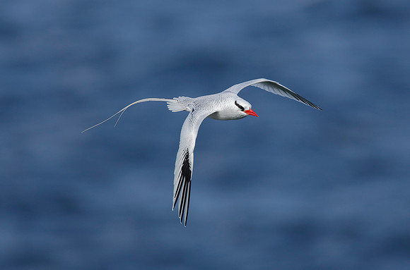Red-billed Tropicbird