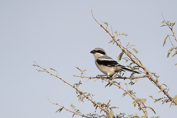 Southern Grey Shrike