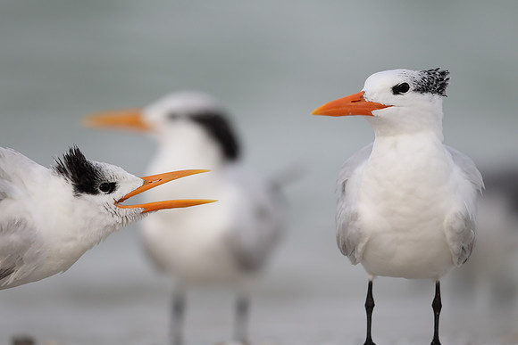 Royal Tern