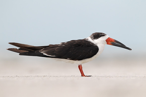 Black Skimmer