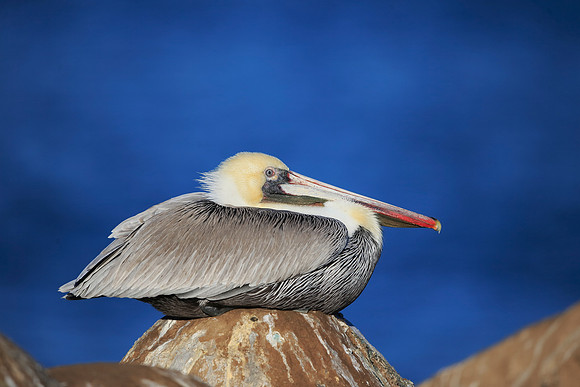 Brown Pelican
