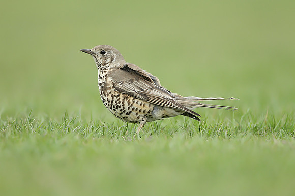 Mistle Thrush