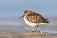Least Sandpiper