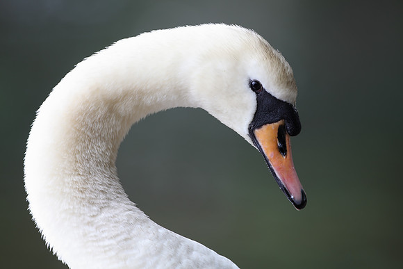 Mute Swan