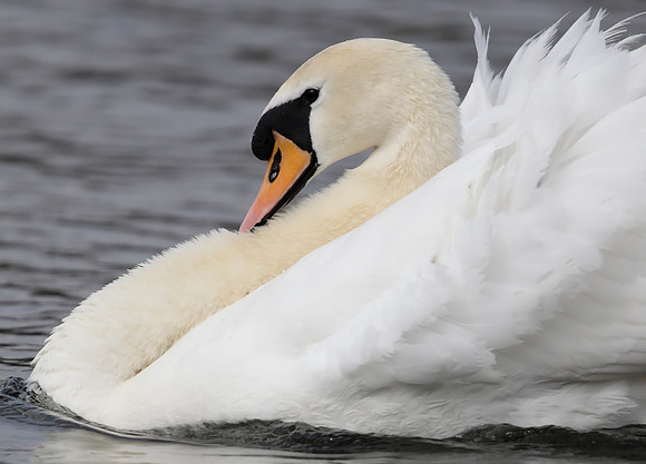 Mute Swan