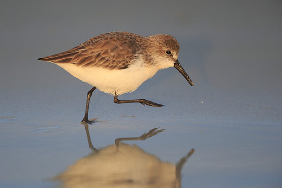 Western Sandpiper