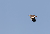 White-tailed Plover