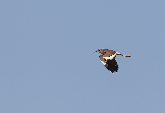 White-tailed Plover