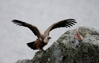 Griffon Vulture