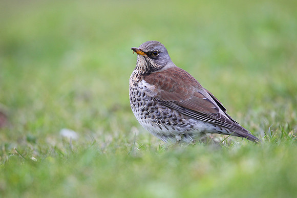 Fieldfare