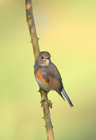 Red-flanked Bluetail