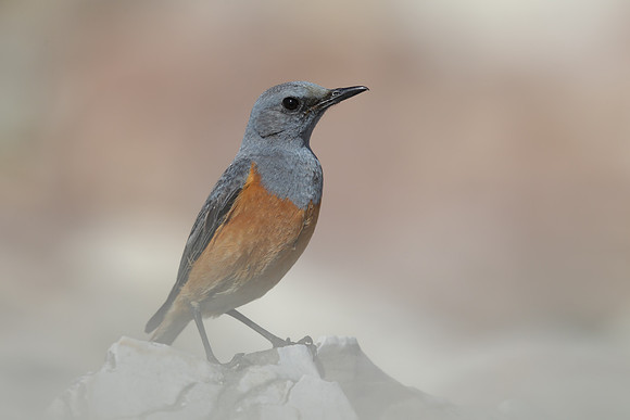 Sentinel Rock Thrush