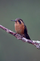 Speckled Hummingbird