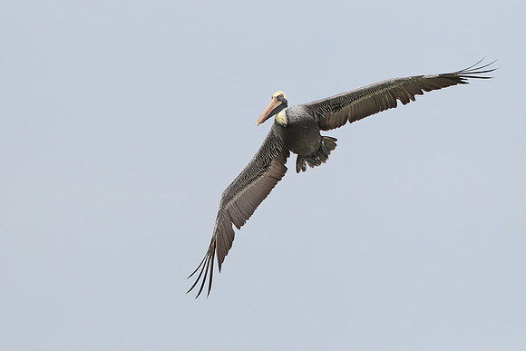 Brown Pelican
