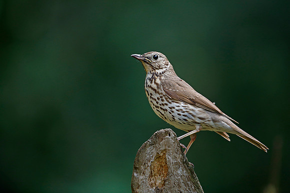 Song Thrush