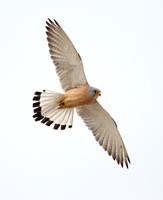 Lesser Kestrel