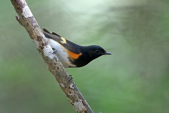 American Redstart