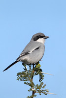 Southern Grey Shrike "elegans"