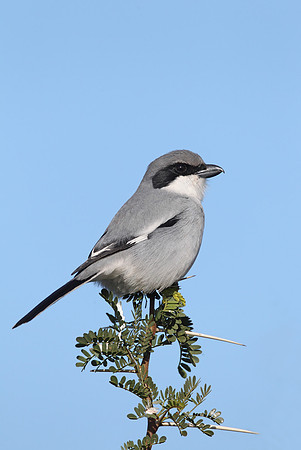 Southern Grey Shrike "elegans"