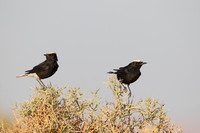 White-crowned Black Wheatear