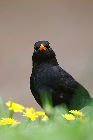 Blackbird