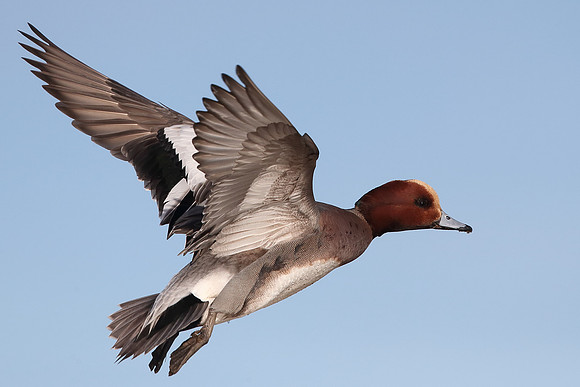 Wigeon