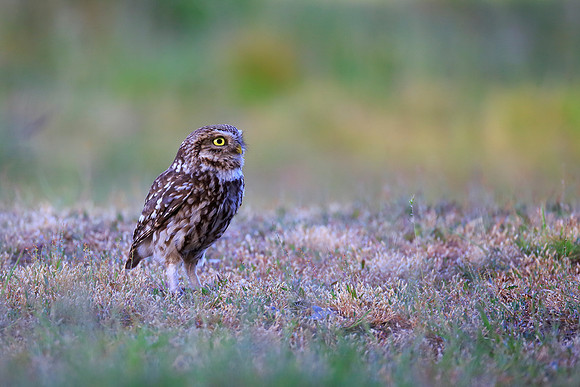 Little Owl