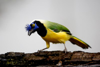 Green Jay