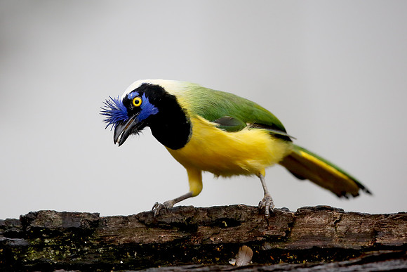 Green Jay