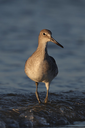 Willet