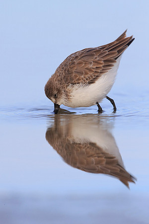 Western Sandpiper