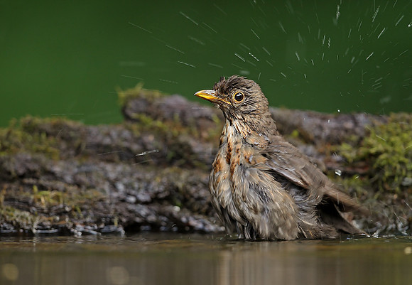 Blackbird