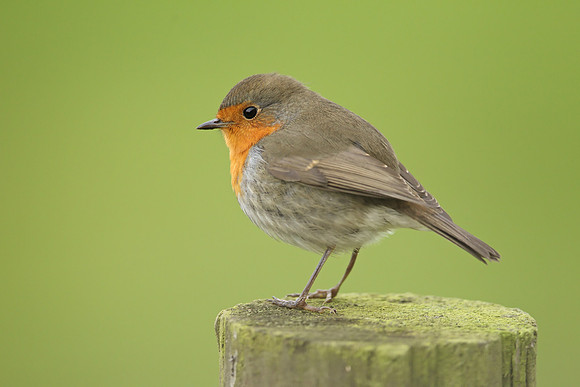 Robin