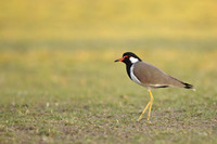 Red-wattled Lapwing